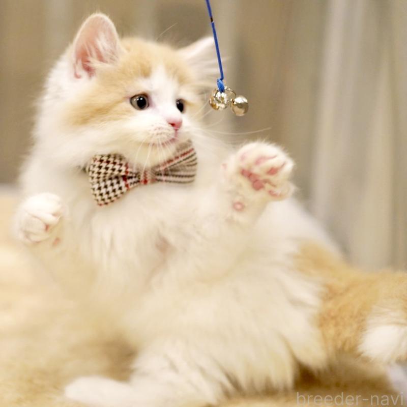 販売中の東京都のサイベリアン-133673の5枚目