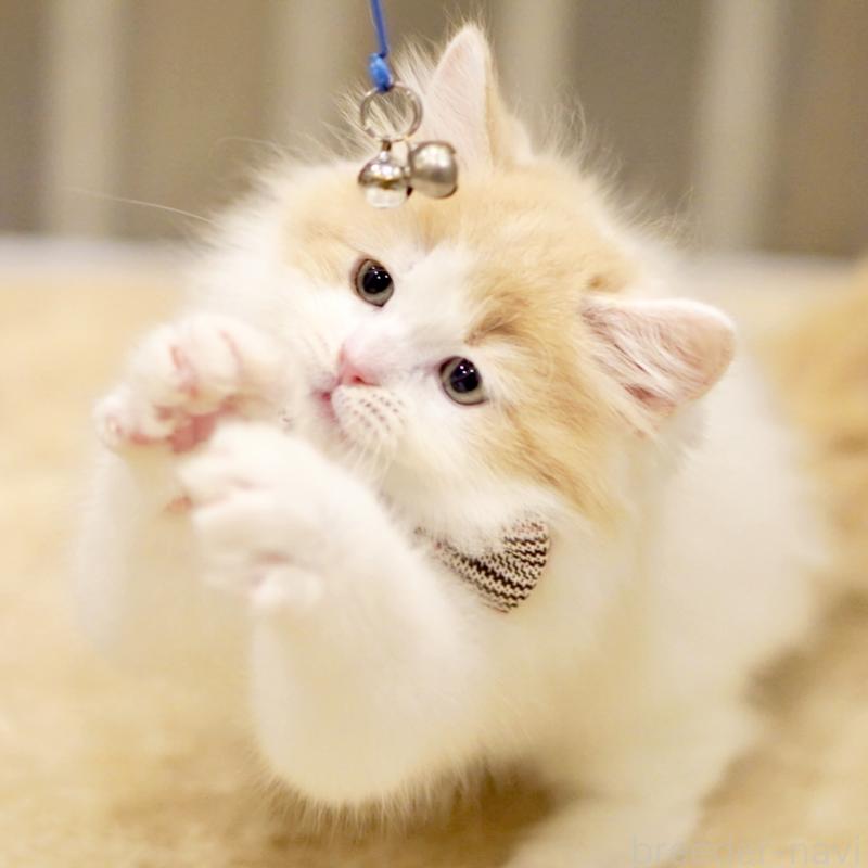 販売中の東京都のサイベリアン-133673の4枚目