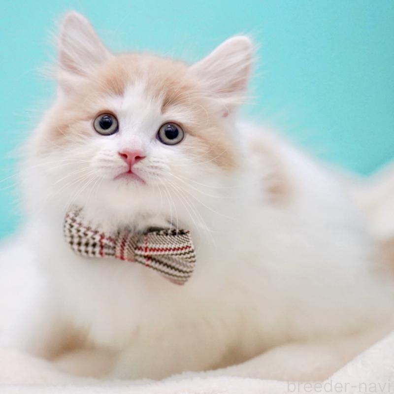 販売中の東京都のサイベリアン-133673の3枚目