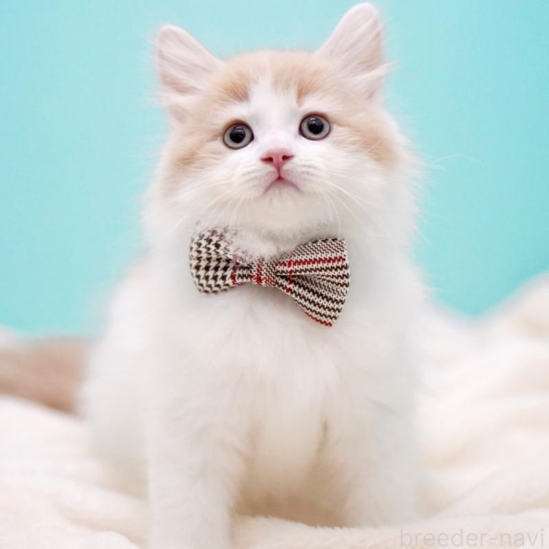 販売中の東京都のサイベリアン-133673の2枚目