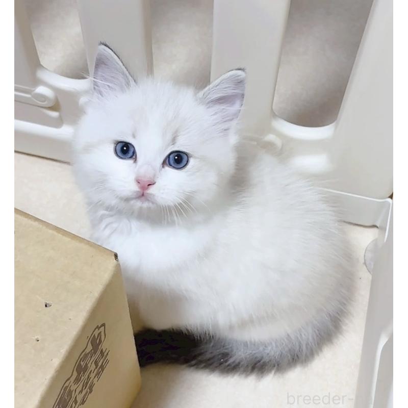 販売中の岐阜県のラグドール-134875