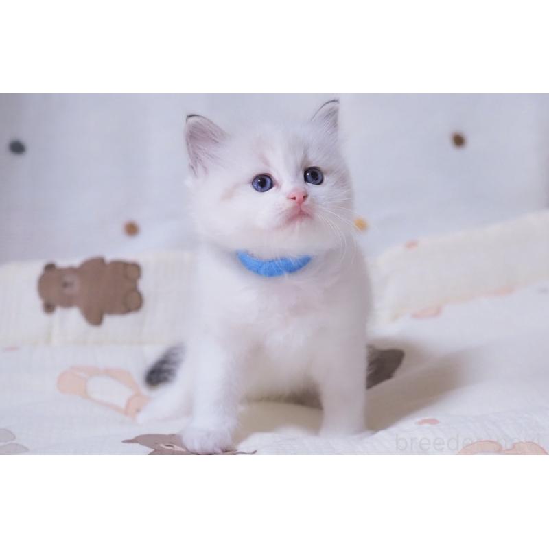 成約済の岐阜県のラグドール-134875の2枚目