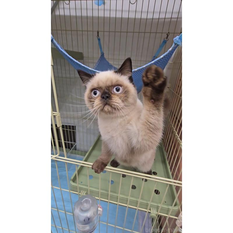 成約済の東京都のエキゾチックショートヘア-129039の3枚目