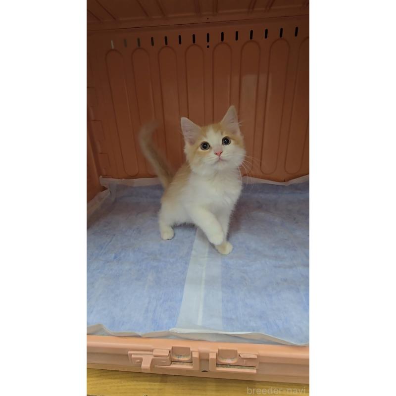 販売中の東京都のメインクーン-134310の3枚目