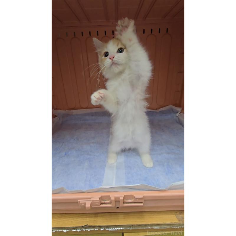 販売中の東京都のメインクーン-134310の2枚目