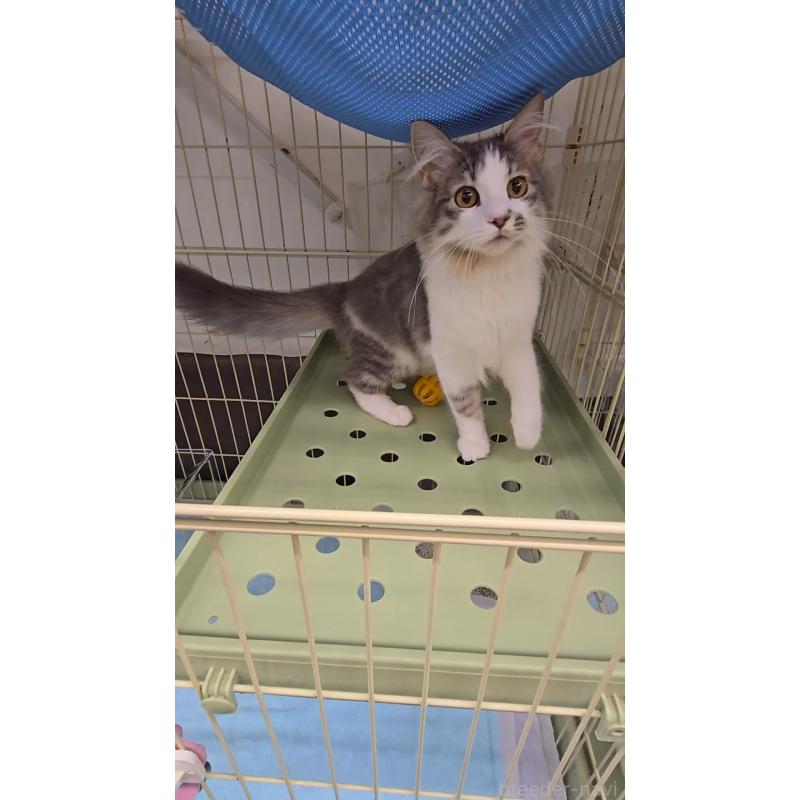 販売中の東京都のノルウェージャンフォレストキャット-131372の2枚目