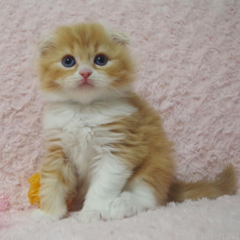 成約済の群馬県のスコティッシュフォールド(折れ耳)-135717の7枚目