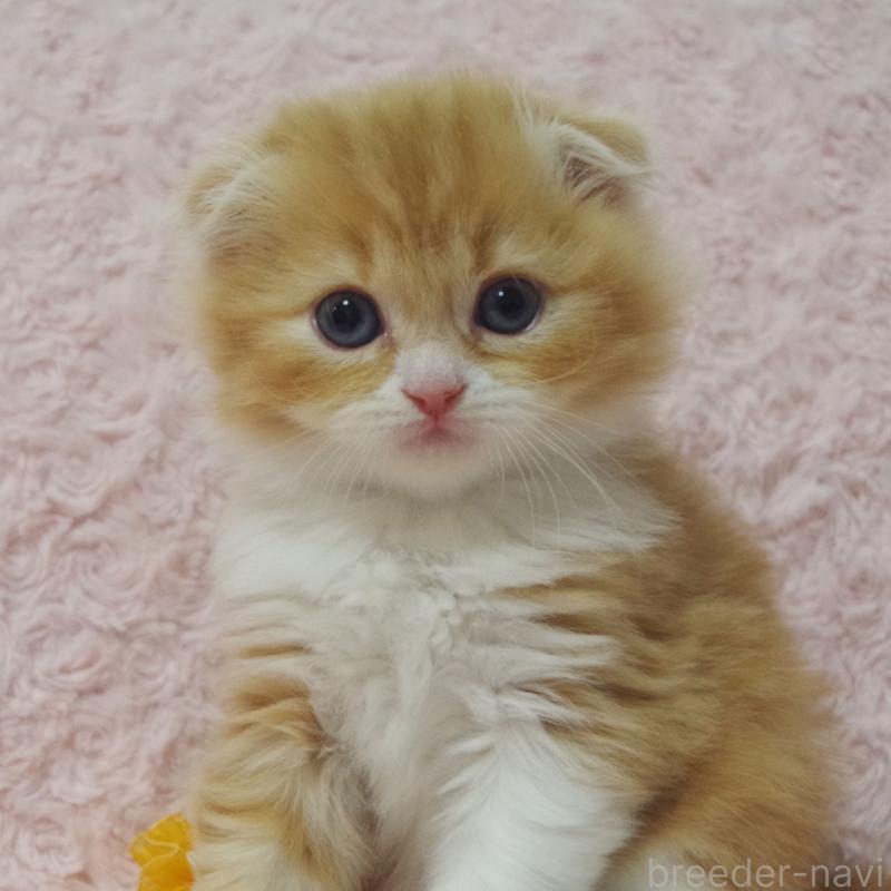 成約済の群馬県のスコティッシュフォールド(折れ耳)-135717の6枚目