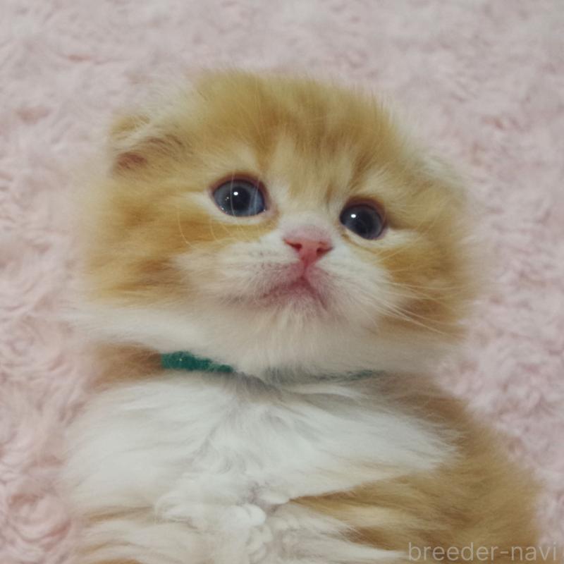 成約済の群馬県のスコティッシュフォールド(折れ耳)-135717の5枚目