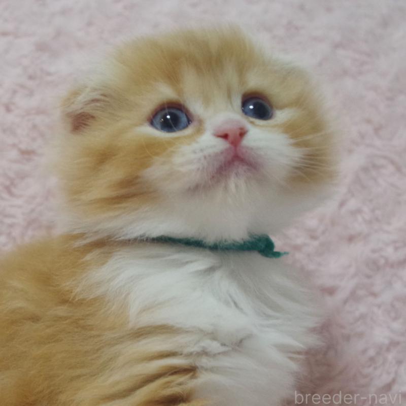 成約済の群馬県のスコティッシュフォールド(折れ耳)-135717の4枚目