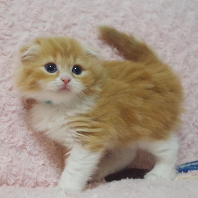 成約済の群馬県のスコティッシュフォールド(折れ耳)-135717の3枚目