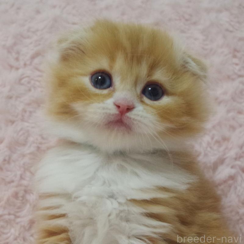 成約済の群馬県のスコティッシュフォールド(折れ耳)-135717の1枚目