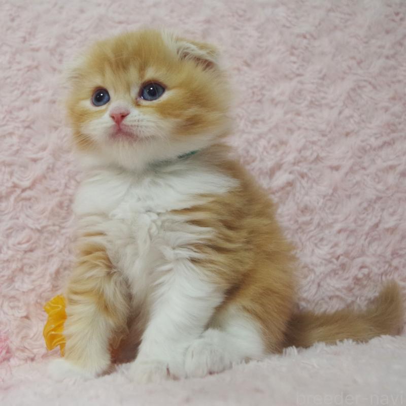 成約済の群馬県のスコティッシュフォールド(折れ耳)-135717の2枚目