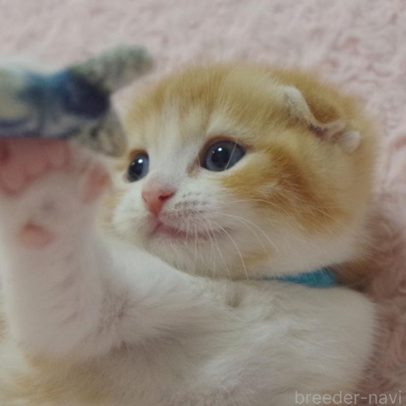 成約済の群馬県のスコティッシュフォールド(折れ耳)-135716の7枚目