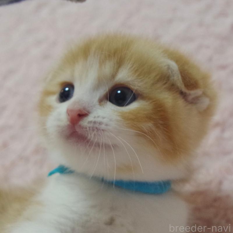 成約済の群馬県のスコティッシュフォールド(折れ耳)-135716の1枚目