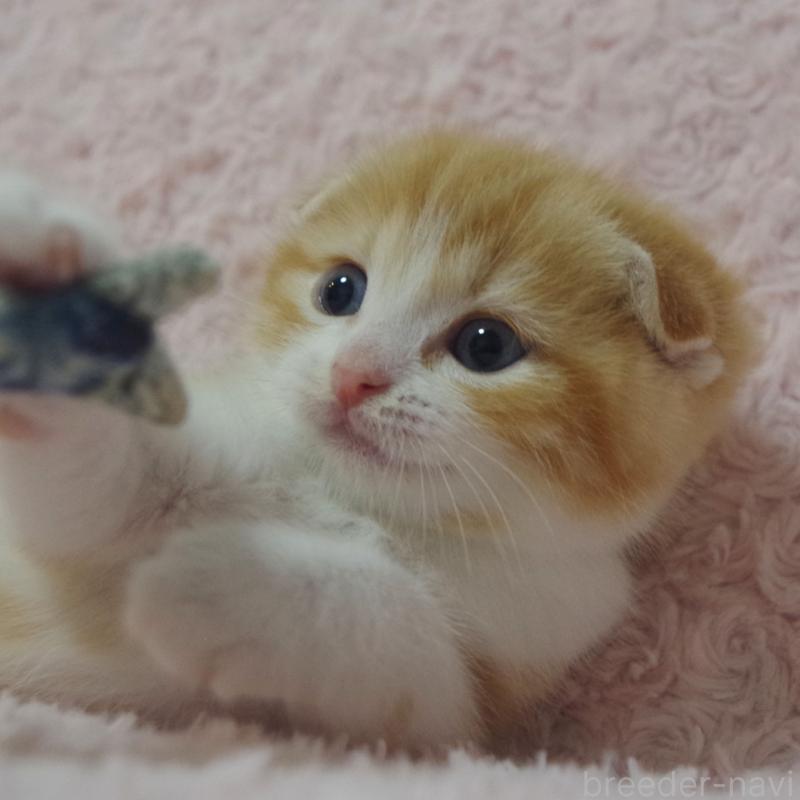 成約済の群馬県のスコティッシュフォールド(折れ耳)-135716の6枚目