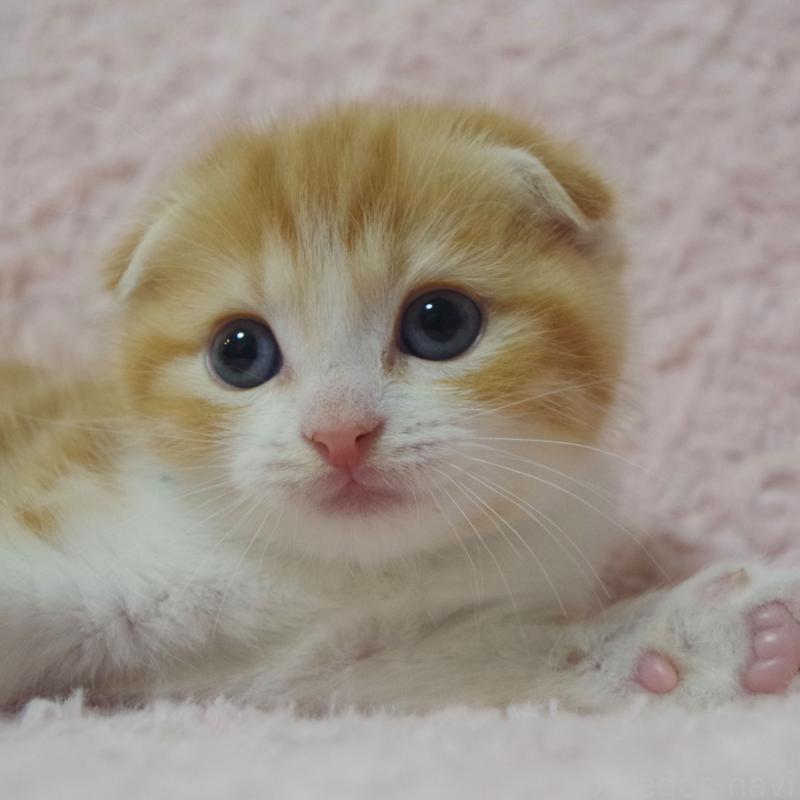 成約済の群馬県のスコティッシュフォールド(折れ耳)-135716の5枚目