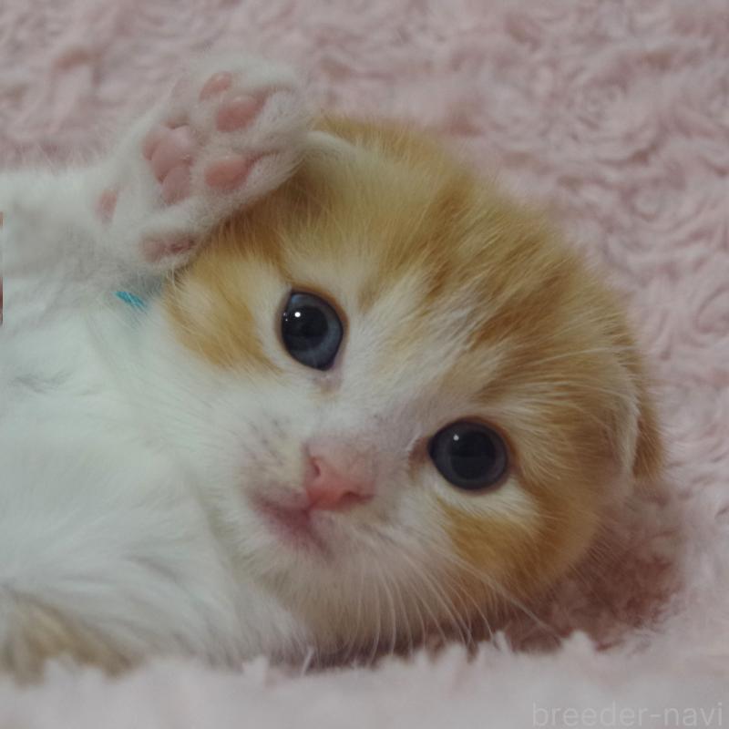 成約済の群馬県のスコティッシュフォールド(折れ耳)-135716の4枚目