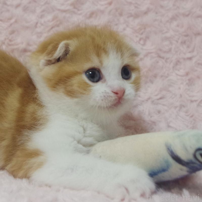 成約済の群馬県のスコティッシュフォールド(折れ耳)-135716の3枚目