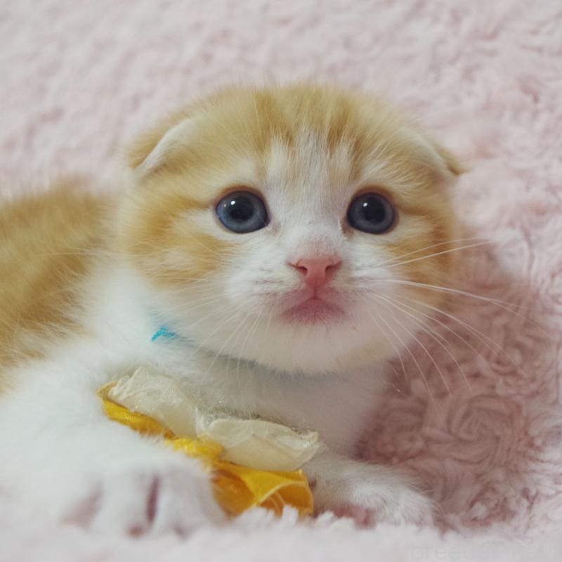 成約済の群馬県のスコティッシュフォールド(折れ耳)-135716の2枚目