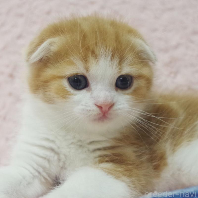 成約済の群馬県のスコティッシュフォールド(折れ耳)-135715の10枚目