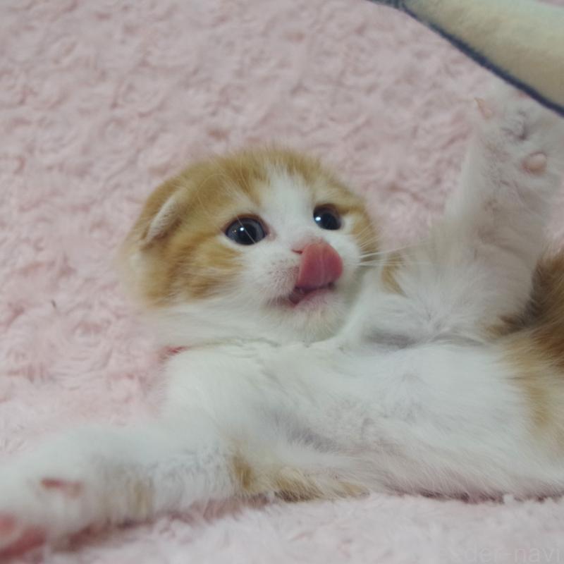 成約済の群馬県のスコティッシュフォールド(折れ耳)-135715の9枚目