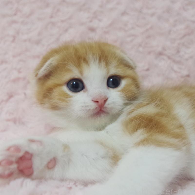 成約済の群馬県のスコティッシュフォールド(折れ耳)-135715の8枚目