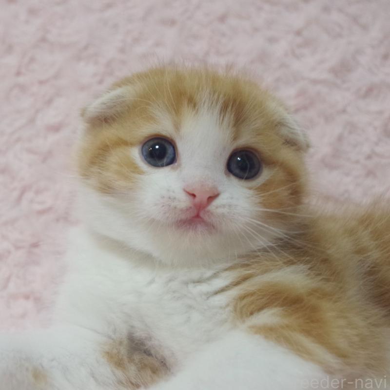 成約済の群馬県のスコティッシュフォールド(折れ耳)-135715の7枚目