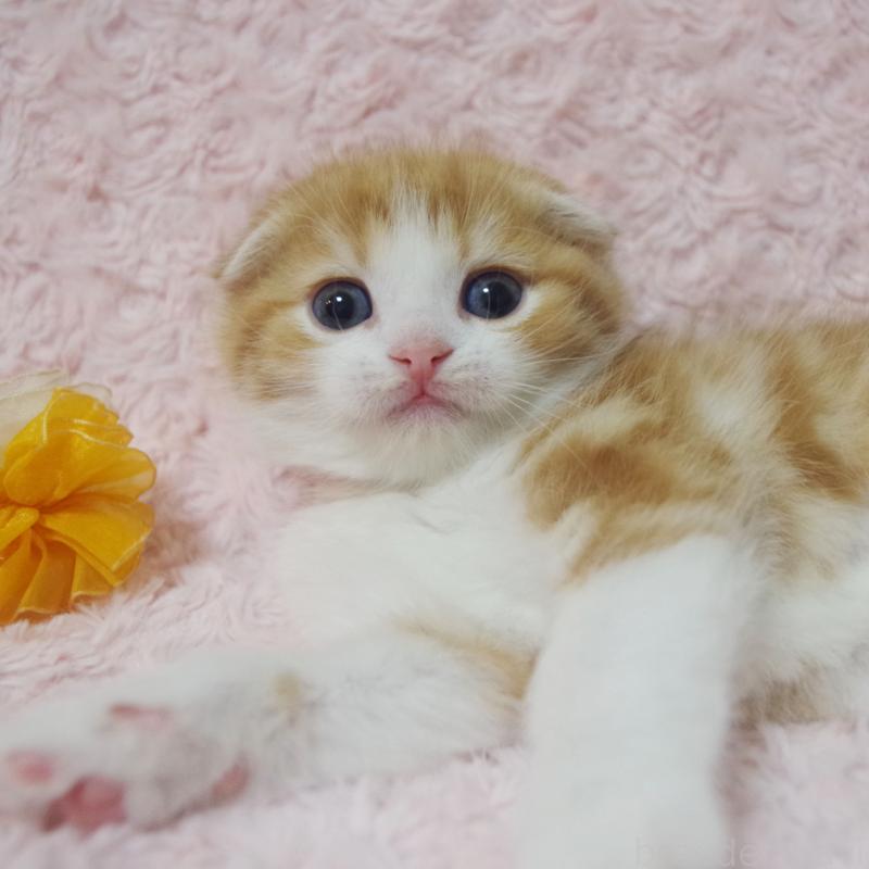 成約済の群馬県のスコティッシュフォールド(折れ耳)-135715の6枚目