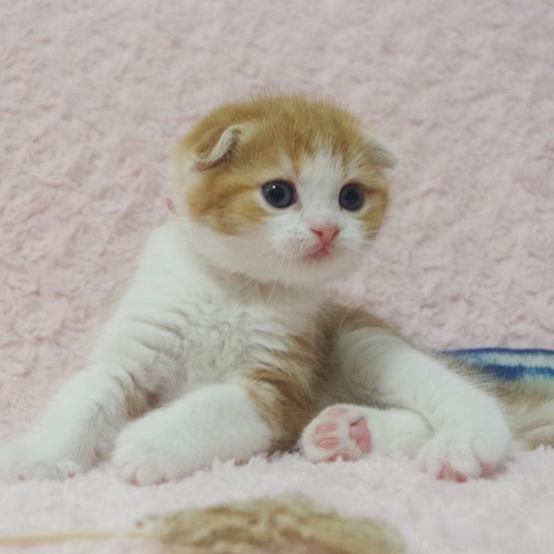 成約済の群馬県のスコティッシュフォールド(折れ耳)-135715の5枚目