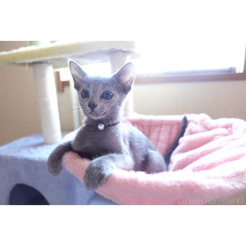 販売中の埼玉県のロシアンブルー-136082の5枚目