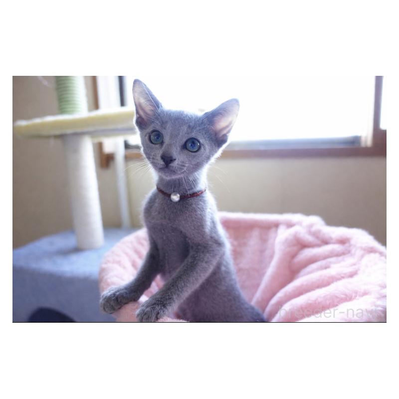 販売中の埼玉県のロシアンブルー-136082の3枚目