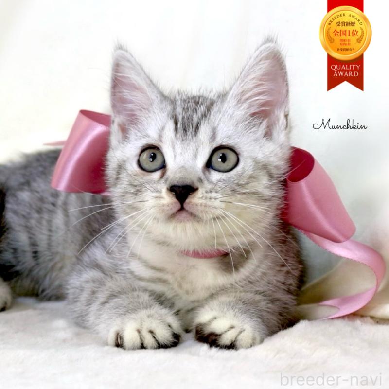 販売中の栃木県のマンチカン-134263