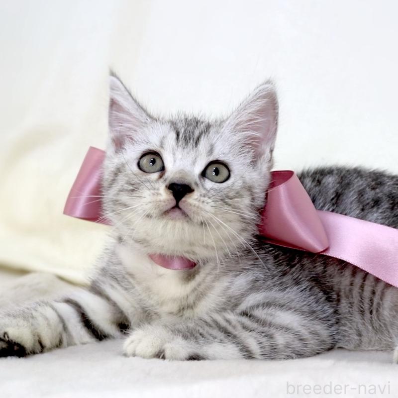 販売中の栃木県のマンチカン-134263の10枚目