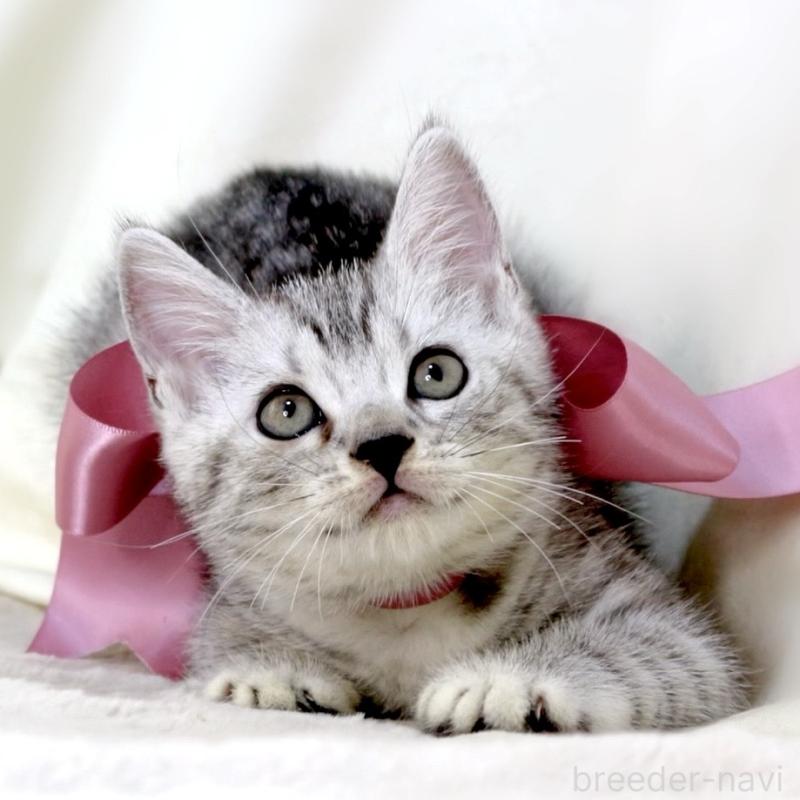 販売中の栃木県のマンチカン-134263の9枚目