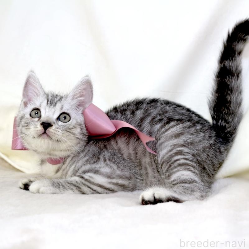 販売中の栃木県のマンチカン-134263の8枚目