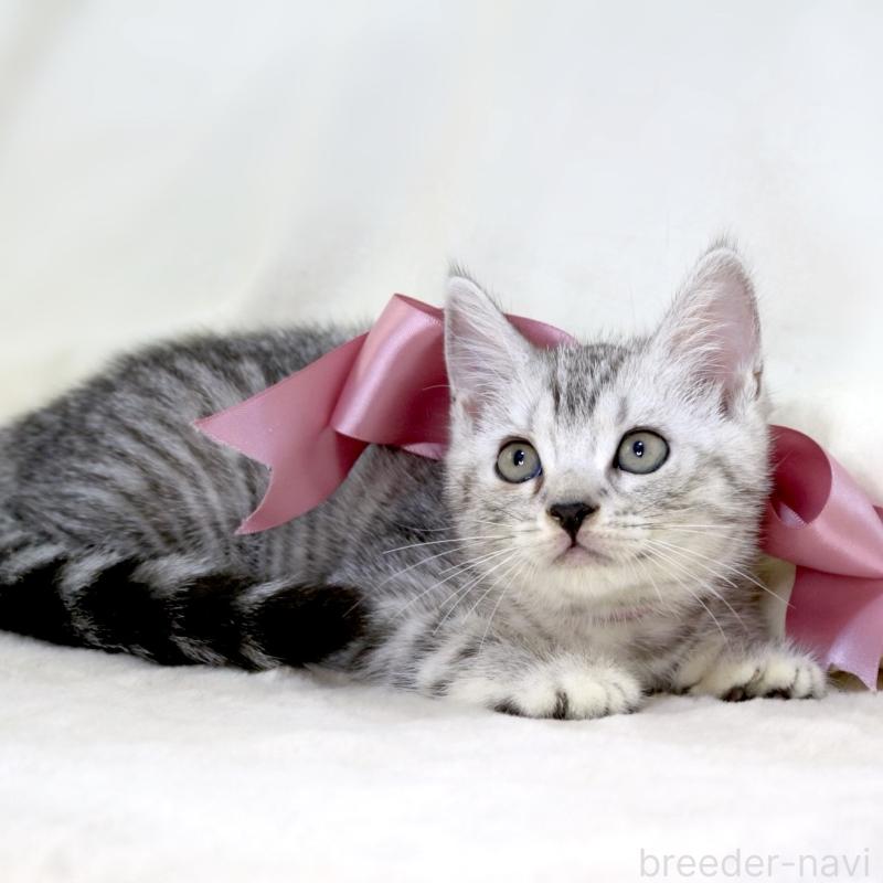 販売中の栃木県のマンチカン-134263の7枚目