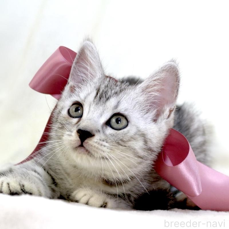 販売中の栃木県のマンチカン-134263の6枚目