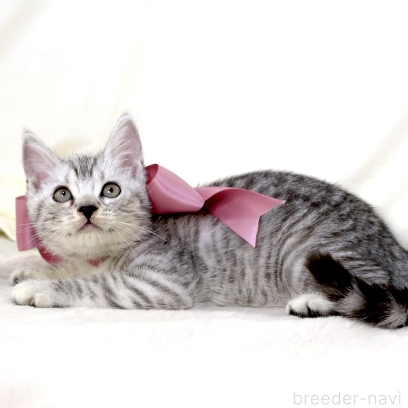 販売中の栃木県のマンチカン-134263の5枚目