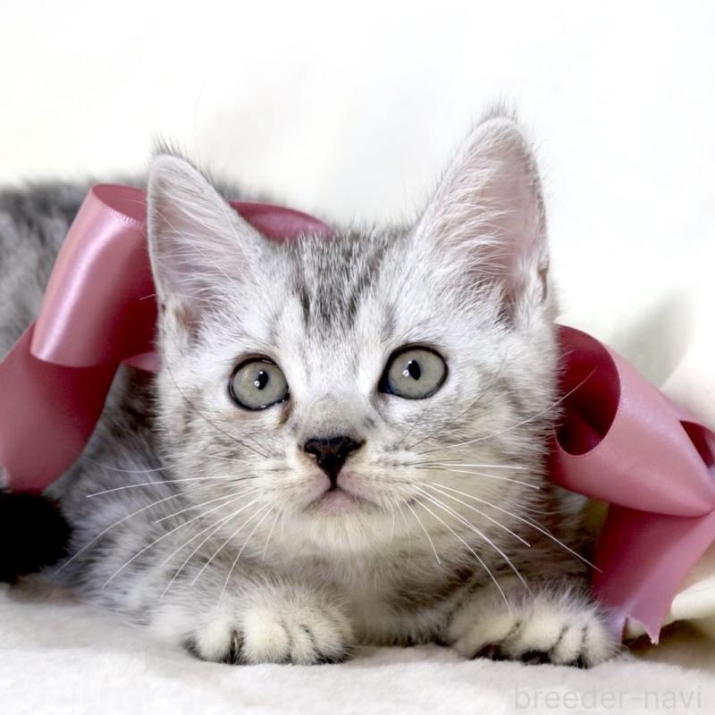 販売中の栃木県のマンチカン-134263の4枚目