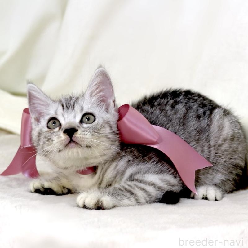 販売中の栃木県のマンチカン-134263の2枚目