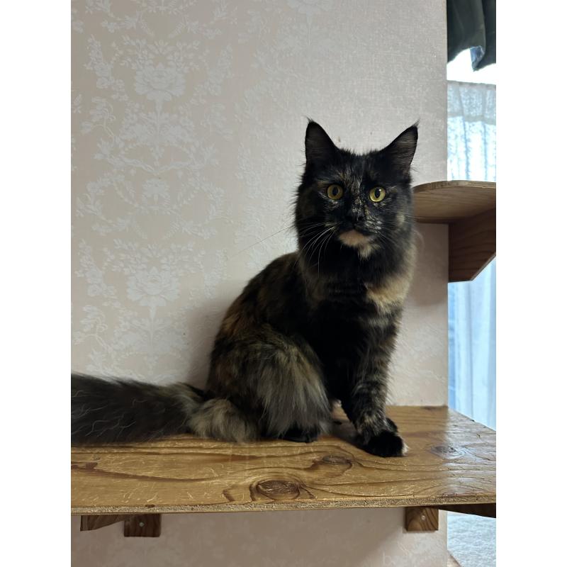 販売中の愛知県のメインクーン-136083の7枚目