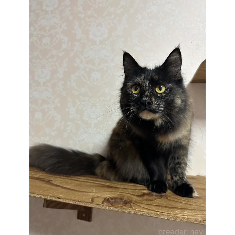 販売中の愛知県のメインクーン-136083の6枚目