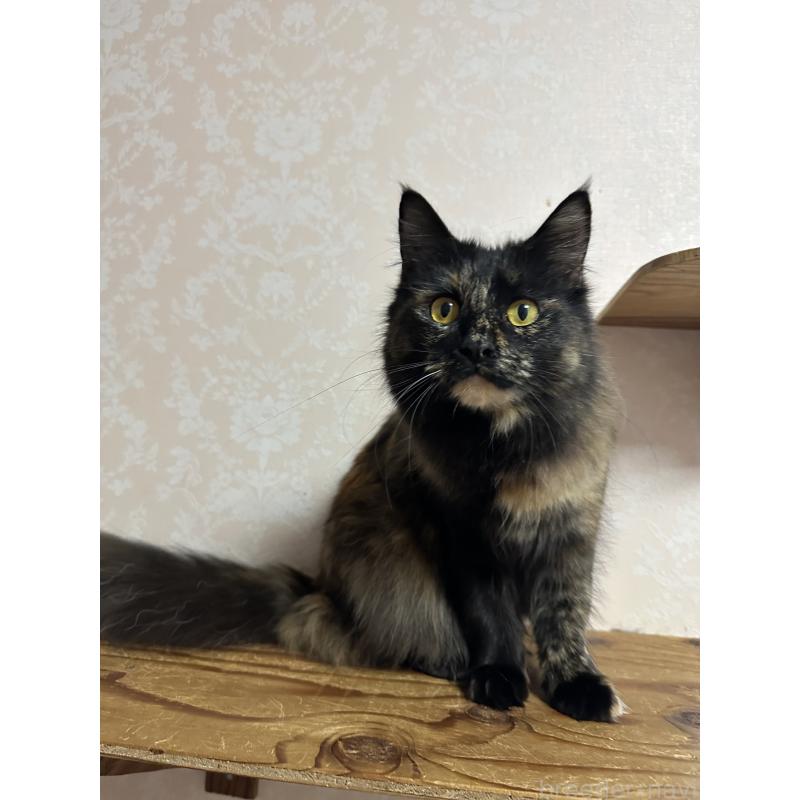 販売中の愛知県のメインクーン-136083の5枚目