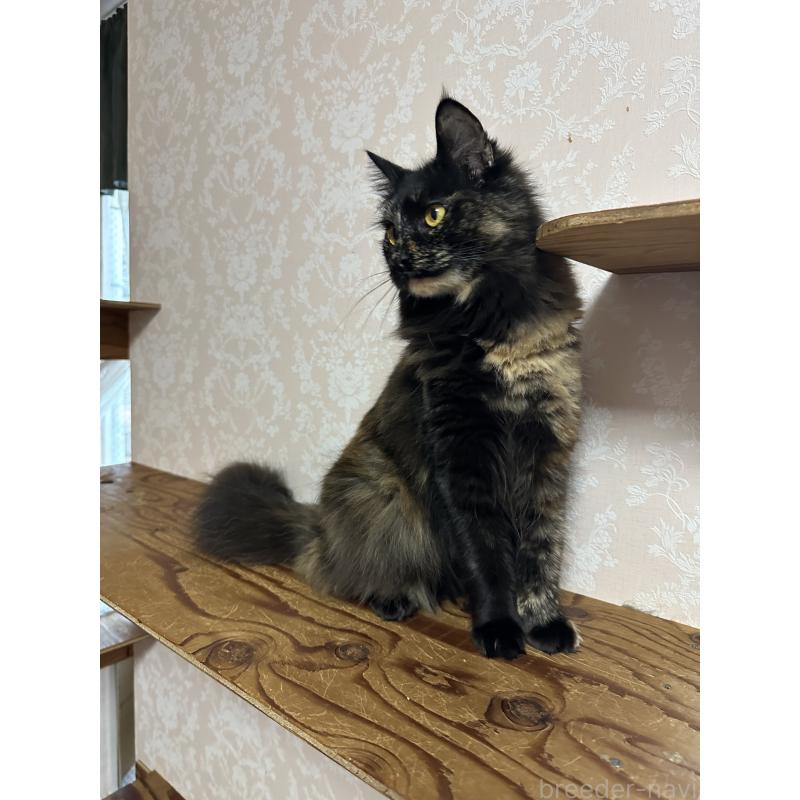 販売中の愛知県のメインクーン-136083の4枚目