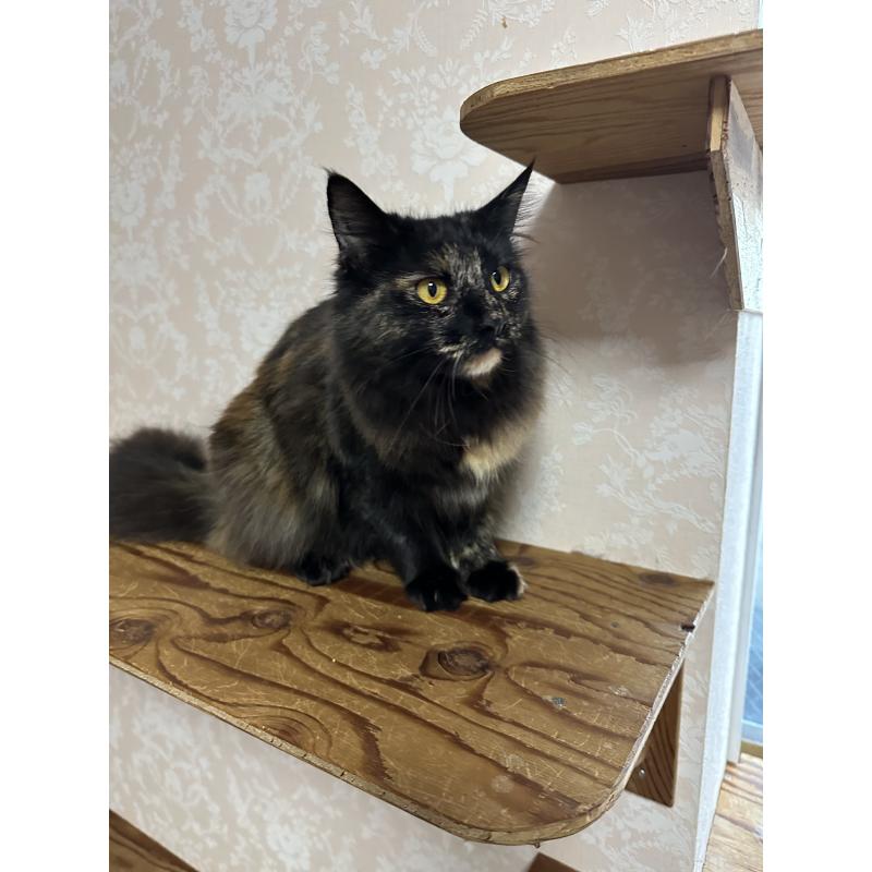 販売中の愛知県のメインクーン-136083の3枚目