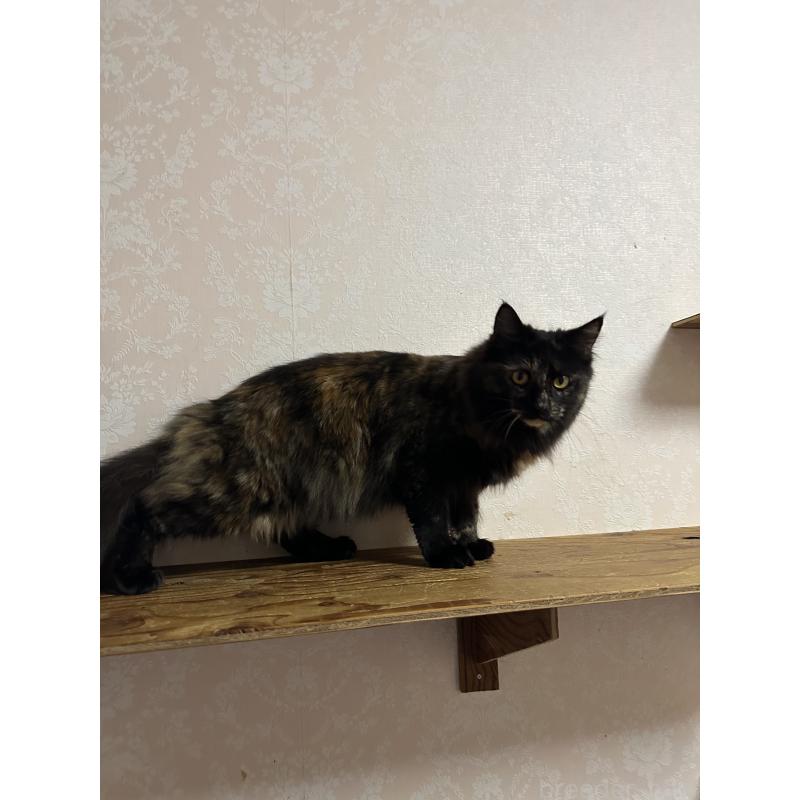 販売中の愛知県のメインクーン-136083の2枚目