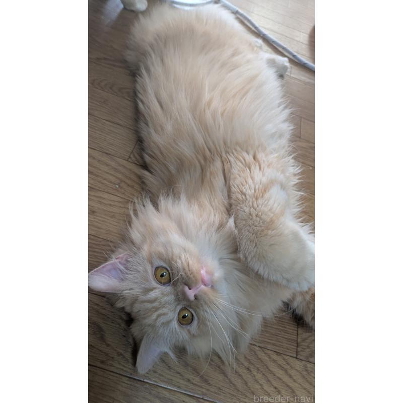 販売中の大阪府のミヌエット-120053の4枚目