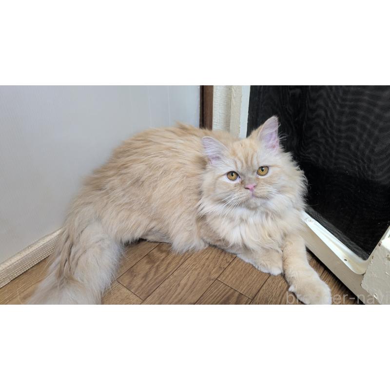 販売中の大阪府のミヌエット-120053