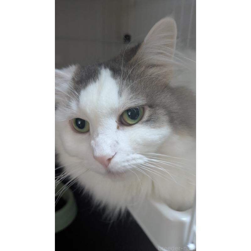 販売中の大阪府のマンチカン-124587